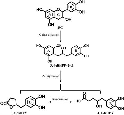 Intra- and Inter-individual Differences in the Human Intestinal Microbial Conversion of (-)-Epicatechin and Bioactivity of Its Major Colonic Metabolite 5-(3′,4′-Dihydroxy-Phenyl)-γ-Valerolactone in Regulating Nrf2-Mediated Gene Expression
